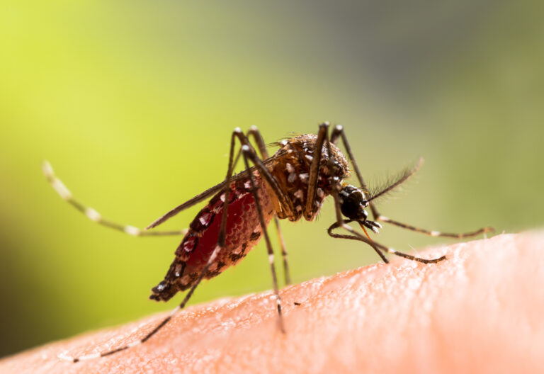 La temporada de mosquitos ya está aquí, así que esto es lo que debes saber