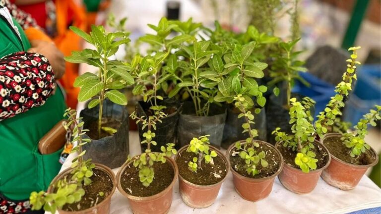 Torreón Establece un Récord en Árboles Plantados en 2025