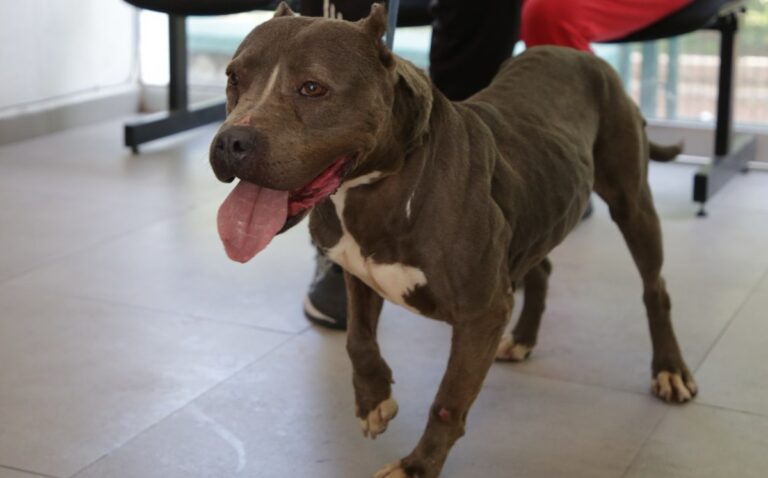 Guadalajara Celebra 133 Adopciones Exitosas de Mascotas Rescatadas en el Último Año