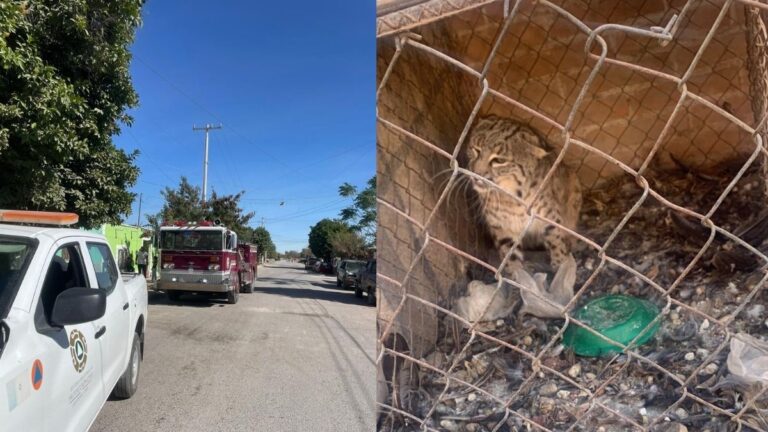 Gato Montés Provoca Alarma en San Pedro: Sistema de Emergencia en Acción