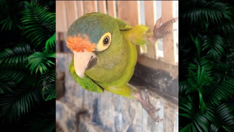 Michoacán: Más de 40 Animales Exóticos Asegurados en Operativo del Día de Reyes
