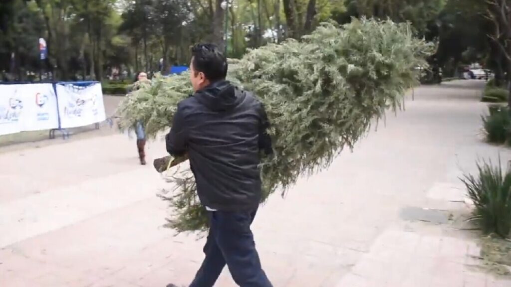 Reciclaje de Árboles de Navidad: Descubre Dónde Reciclar en Zapopan