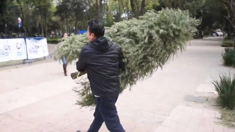 Reciclaje de Árboles de Navidad: Descubre Dónde Reciclar en Zapopan