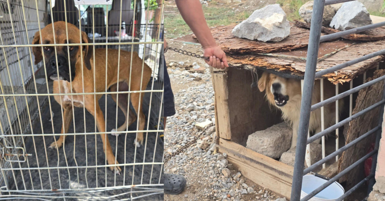 Fiscalía de Ciudad Juárez Rescata 789 Animales Maltratados en 2025