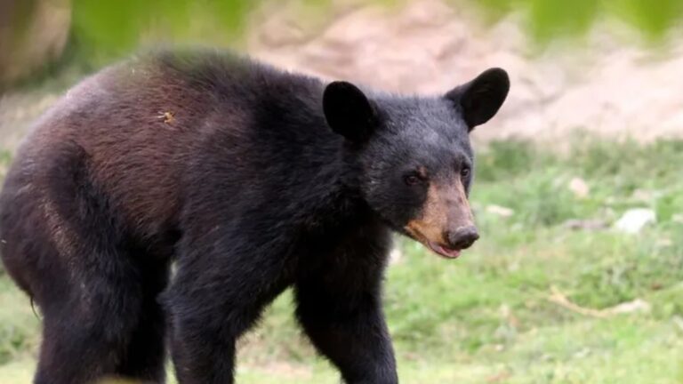 El Club Hípico La Silla Suspendido Parcialmente por Atraer Osos con Residuos