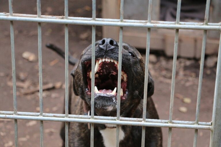 El Paso Implementa Nuevas Clasificaciones y Tarifas de Registro para Perros Peligrosos