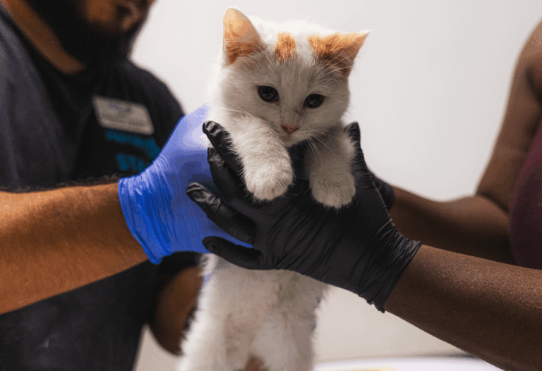 Apoyo Comunitario Crucial durante la Temporada de Gatitos en San Diego