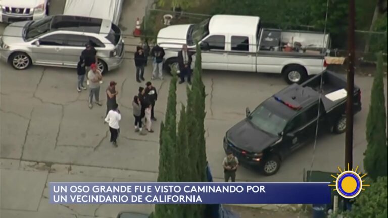 Oso Pardo Deambula En Vecindario De California