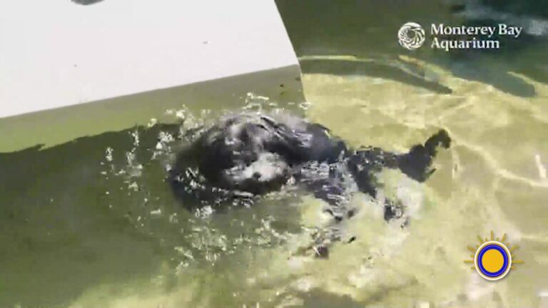 Nuevo Chapuzón Para Nutrias Marinas Rescatadas