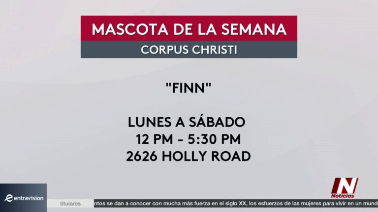 Adopción Mascotas Corpus Christi: Adopta Una Mascota: Fing, Mascota De La Semana En Corpus Christi