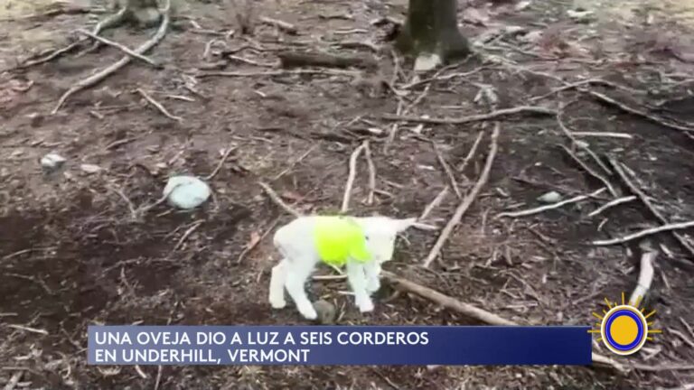 Oveja Da A Luz Seis Corderos En Vermont: Nacimiento Múltiple Fascina A Veterinarios