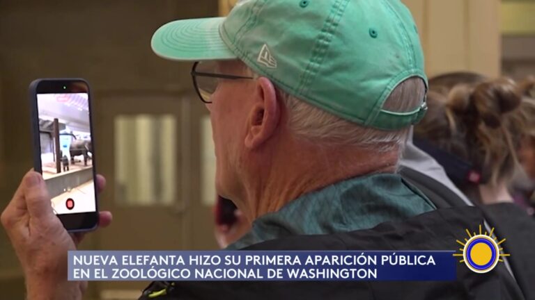 Elefanta Lin May: Nace Elefanta Asiática Lin May En El Zoológico Nacional De Washington
