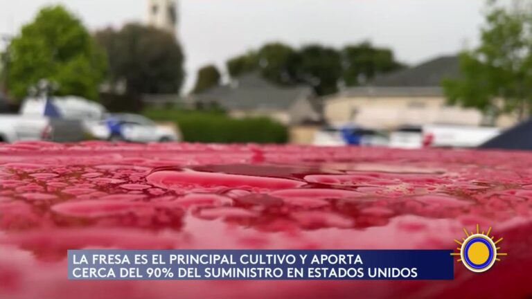 Cosecha De Fresas En Riesgo Por Fuertes Lluvias En California