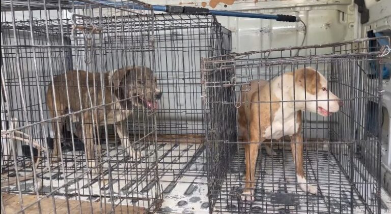 Refuerzan Operativos en Ciudad Juárez para Controlar Perros Agresivos Tras Tragedia