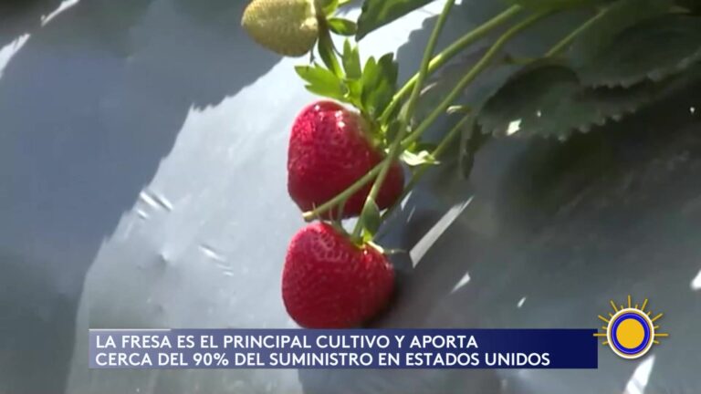 Lluvias En California Amenazan La Cosecha De Fresas Y Pueden Elevar Precios Nacionales
