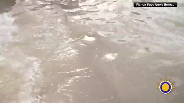 Tortuga Marina Rescatada Y Liberada Tras Recuperación En Florida