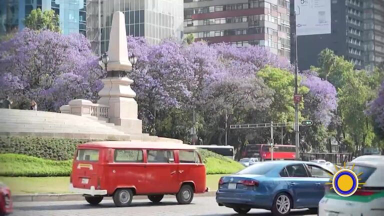 Nutria Marina: Animales Rescatados, Jacarandas Y Tatuajes Insólitos: Historias Curiosas Alrededor Del Mundo