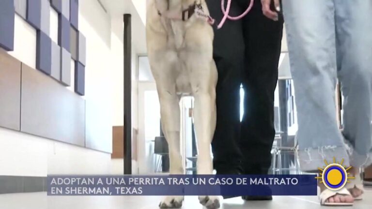 Adopción Animal: Adoptan A Perrita Rescatada Por Policía Tras Maltrato En Sherman, Texas