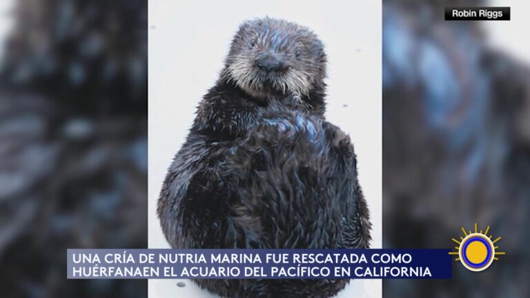 Cría De Nutria Marina Rescatada Encuentra Un Nuevo Hogar En California
