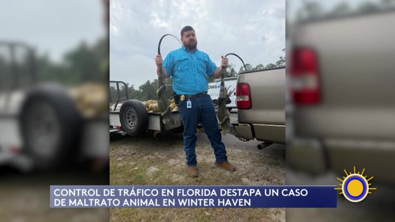 Winter Haven: Tras Detención Por Fallo Vehicular, Hallan 13 Iguanas Vivientes En Camioneta De Florida