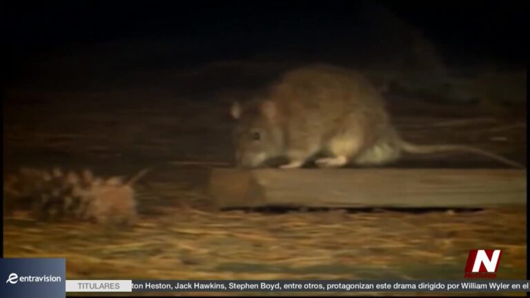 Alerta De Salud: Brote De Antavirus En Crucero Preocupa A Autoridades