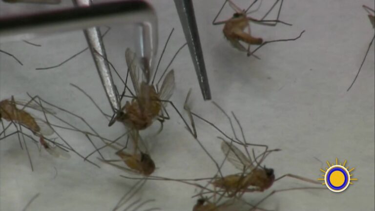 El Departamento De Bomberos Advierte Sobre El Aumento De Mosquitos Y Golpes De Calor
