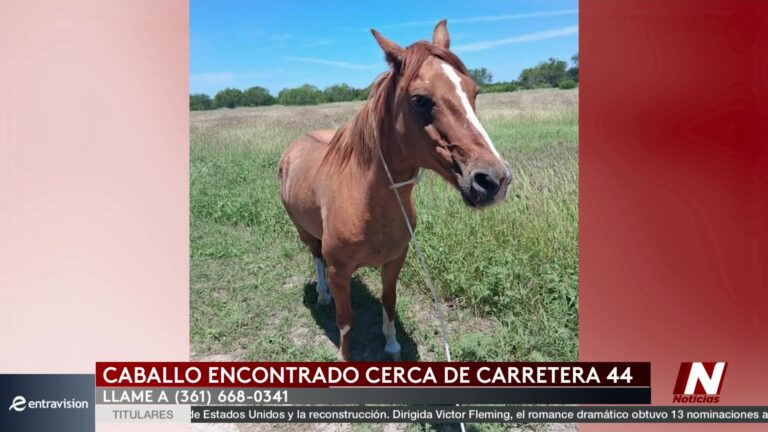 Caballo Perdido: Autoridades Piden Ayuda Para Localizar Dueño De Caballo Encontrado Cerca De Carretera 44