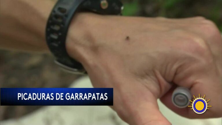 Enfermedad De Lyme: Aumentan Enfermedades Por Picaduras De Garrapatas En EE.UU.