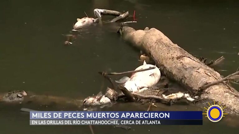 Miles De Peces Muertos En El Río Chattahoochee Tras Inundaciones