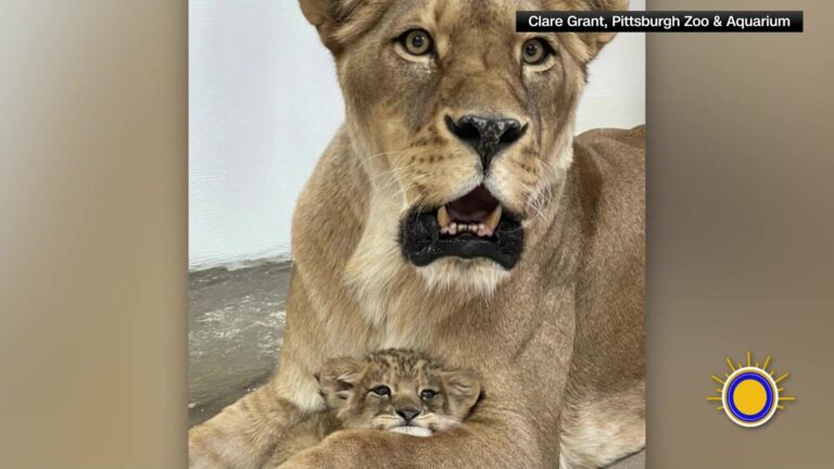León Africano Zoológico Pittsburgh: Nace Una Cría De León Africano En El Zoológico De Pittsburgh