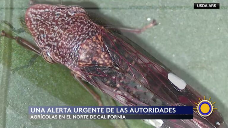 Chicharrita Alas De Vidrio: Alerta Sanitaria En California Por Nueva Plaga De Insectos En Vides Y Cítricos