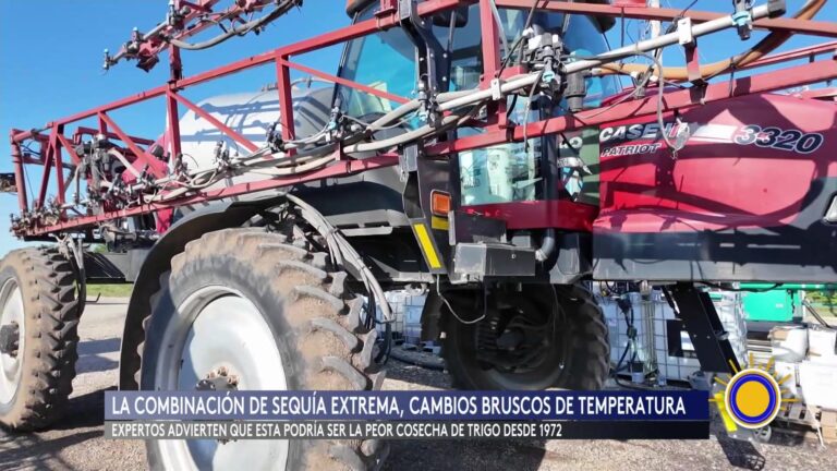 Trigo Kansas: Productores De Kansas Alerta: Sequía Y Costos Amenazan Cosecha De Trigo