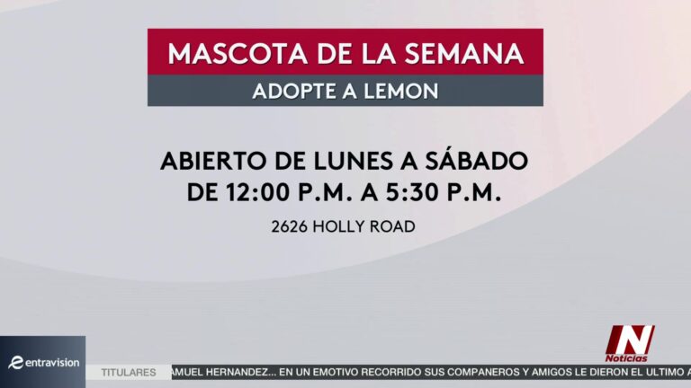 Adopción Mascota Corpus Christi: Conozca A Alemón: La Mascota De La Semana Busca Un Hogar En Corpus Christi