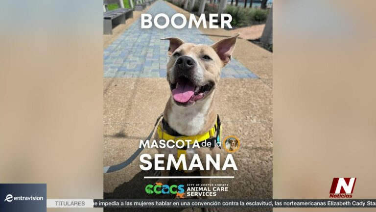 Inicia Recolección De Desechos Voluminosos Y Mascota De La Semana: ¡Conoce A Bumber!