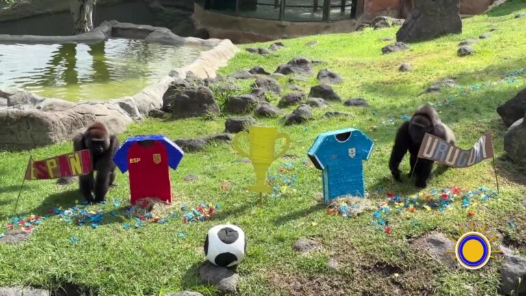 Animales Del Zoológico De Guadalajara Se Vuelven ‘Oráculos’ Del Fútbol Y Predicen Resultados