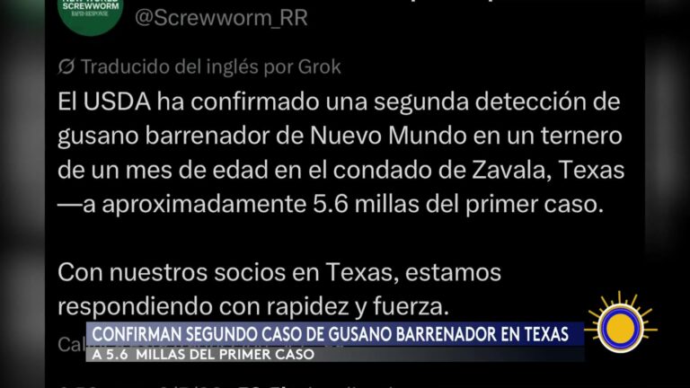 Detectan Segundo Caso Del Gusano Barrenador Del Ganado En Texas: Alarma Entre Productores