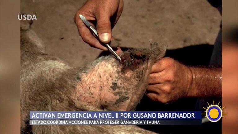 Texas Declara Emergencia Por Amenaza Del Gusano Barrenador Del Nuevo Mundo