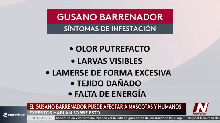 Advertencia Sobre El Gusano Barrenador: Caso Confirmado En Mascota Y Riesgos Para Humanos