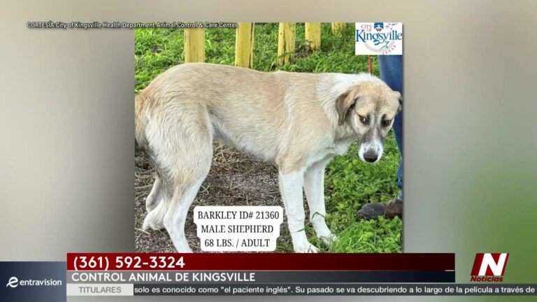 Adopción De Mascotas: Adopta Un Cachorro: El Refugio Animal De Kingsville Hace Llamado Urgente