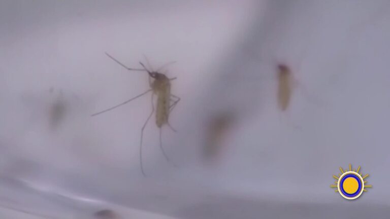 ¡Cuidado! El Mosquito Es El Animal Más Mortal Y Así Puedes Protegerte