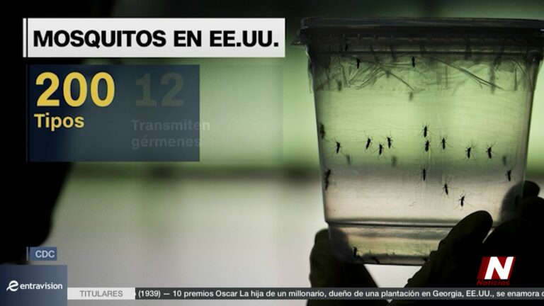 El Mosquito: El Insecto Más Mortal Del Mundo Y Cómo Protegerse