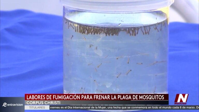 Fumigación Mosquitos Corpus Christi: Fumigación Contra Mosquitos Se Intensifica En Corpus Christi Por Clima Y Salud Pública