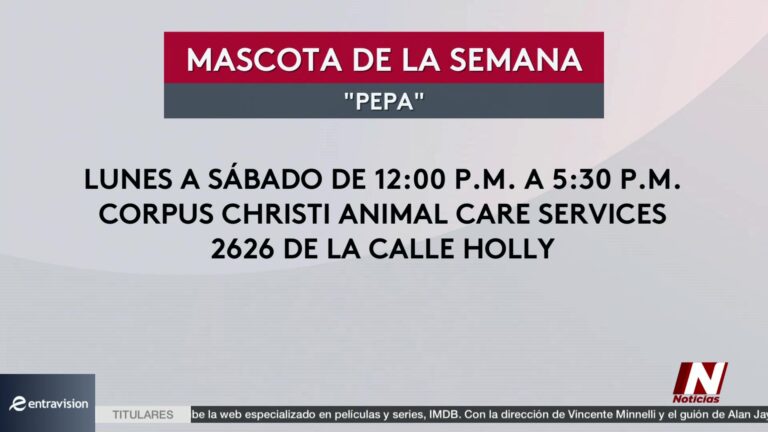 Mascota De La Semana: Un Tierno Cachorro Cruza De Pit Bull Y Rottweiler Busca Hogar