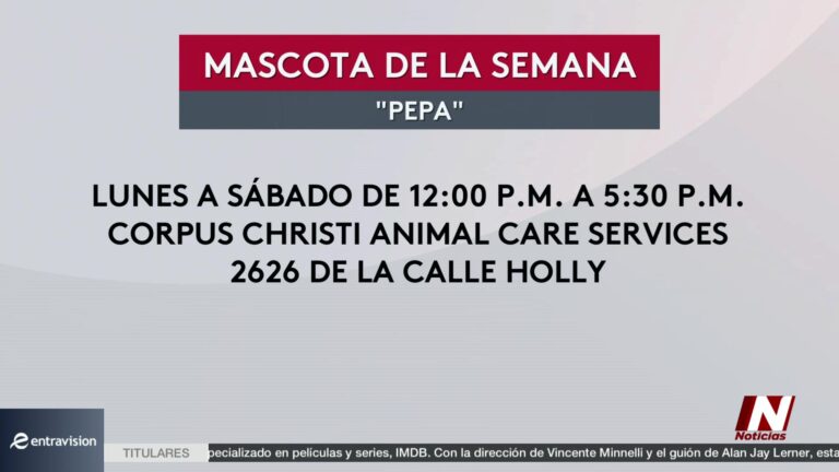 Mascota De La Semana: Un Cachorro Lista Para Un Hogar Amoroso