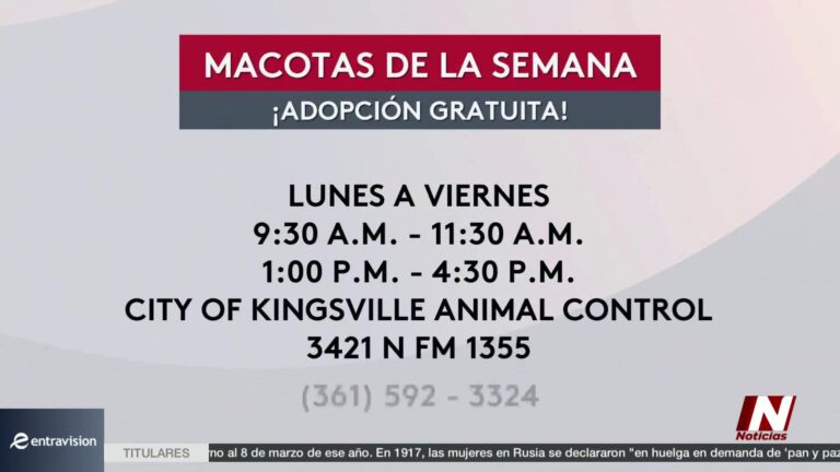 Adopción Gratuita: Adopta Un Perro Gratis: Kingsville Elimina Tarifas Para Mascotas