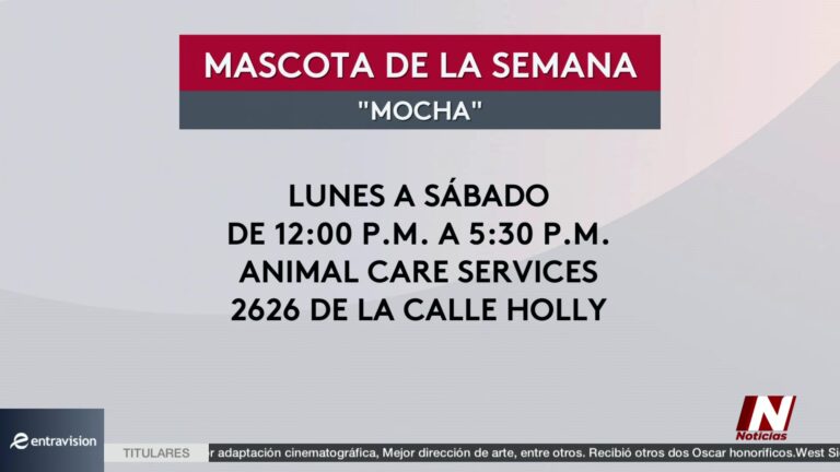 Adopción Mascotas Corpus Christi: Moca, La Perrita Lista Para Ser Adoptada: Conoce A La Mascota De La Semana