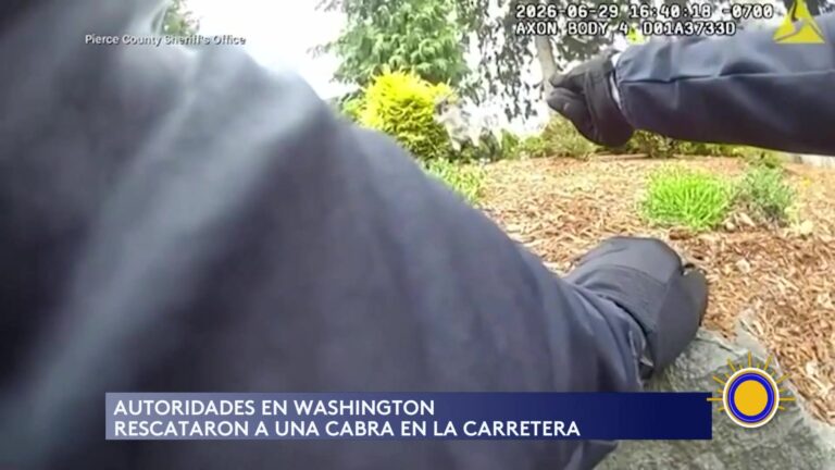 Cabra Rescatada Tras Intentar Cruzar Carretera En El Estado De Washington