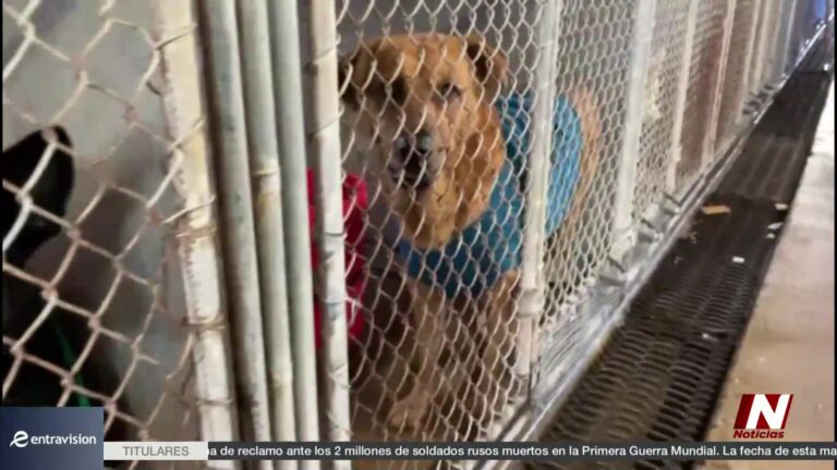 Rescate Animal: Bomberos De Corpus Christi Rescatan A Canino En Peligro En La Bahía