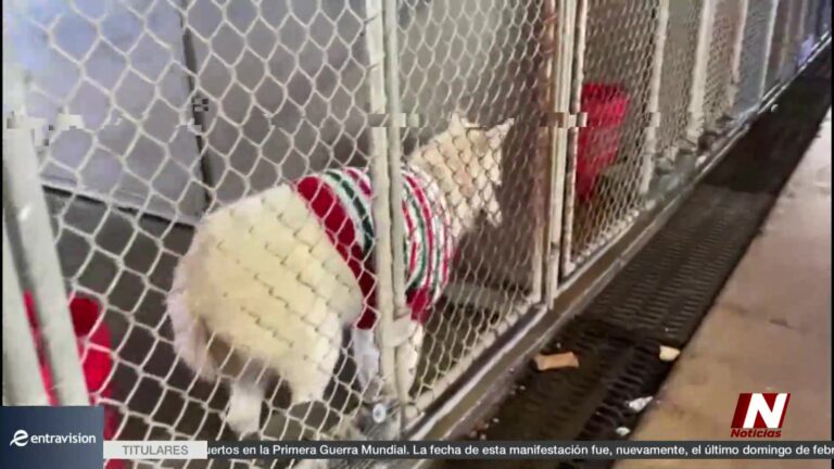 Rescate Marítimo: Bomberos Salvan A Un Perro En La Bahía De Corpus Christi