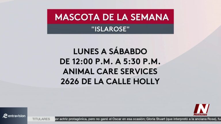 Adopción De Mascotas: La Mascota De La Semana: Isla Rose Busca Un Nuevo Hogar